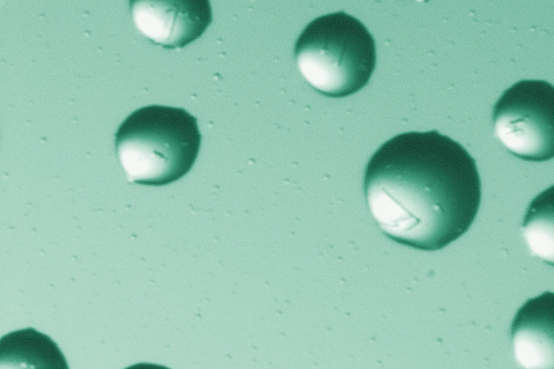 Protein crystallisation drops under the microscope.