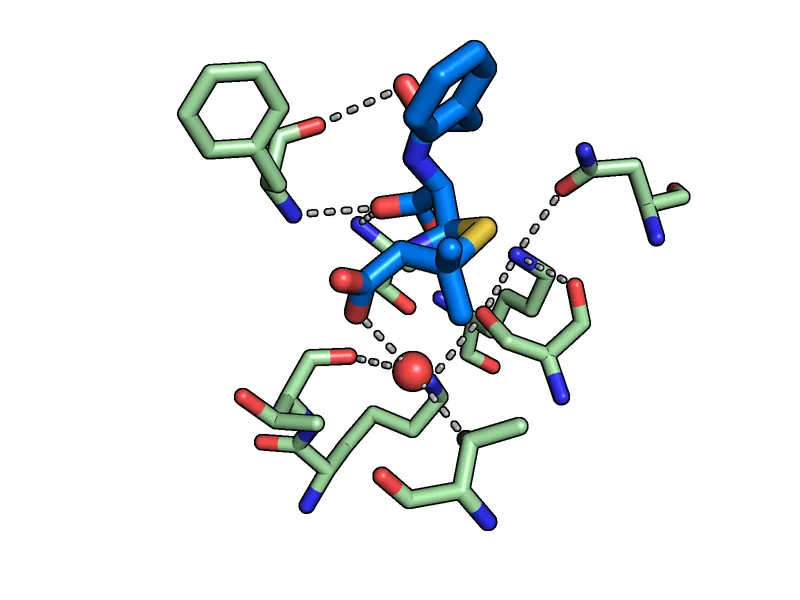 Close-up of the active site, showing the contacts made by a bound penicillin.