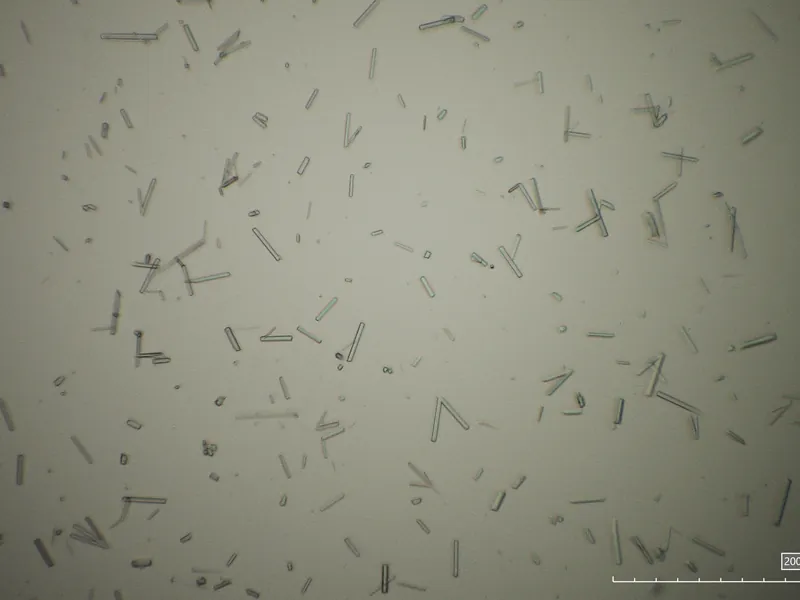 Needle-shaped protein microcrystals seen down the microscope.